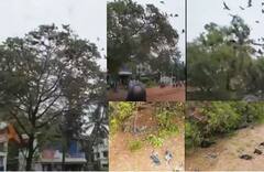 Cruel Video: ਦਰੱਖਤ ਦੇ ਕੱਟਣ ਤੋਂ ਬਾਅਦ ਵੀ ਪੰਛੀਆਂ ਨੇ ਨਹੀਂ ਛੱਡਿਆ ਆਪਣਾ ਆਸਰਾ, ਟਾਹਣੀ ਹੇਠ ਦੱਬ ਕੇ ਦੇ ਦਿੱਤੀ ਜਾਨ