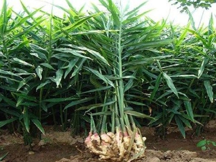 Ginger Cultivation: सर्दियों में खूब बढ़ जाती है अदरक की डिमांड, इस टाइम करेंगे बुवाई तो मिलेगी अच्छी पैदावार