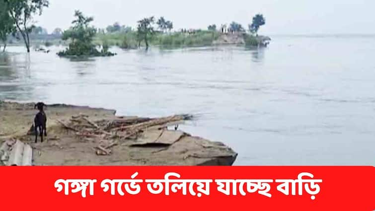 Malda News houses were submerged in the Ganges at Bhutni Char, people are leaving the area in fear Malda News : ভয়াবহ !  মানিকচকে  ৪টি বাড়ি তলিয়ে গেল গঙ্গা গর্ভে, আতঙ্কে এলাকা ছাড়ছে মানুষ