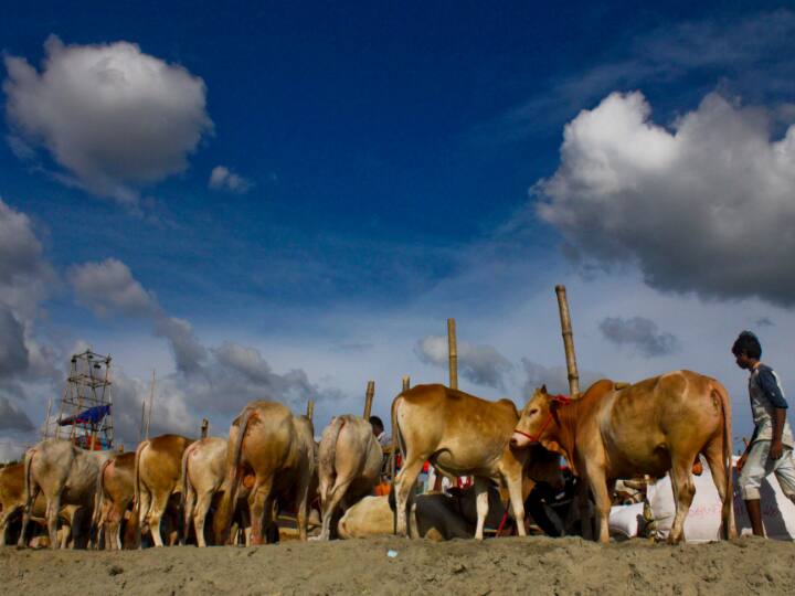 Zimbabwe: महंगाई से परेशान जिम्बाब्वे के लोगों ने निवेश का निकाला नया तरीका, गाय-भैंसों में लगा रहे पैसा Zimbabwe people investing in cows and buffalos as economic condition poor and inflation Zimbabwe: महंगाई से परेशान जिम्बाब्वे के लोगों ने निवेश का निकाला नया तरीका, गाय-भैंसों में लगा रहे पैसा