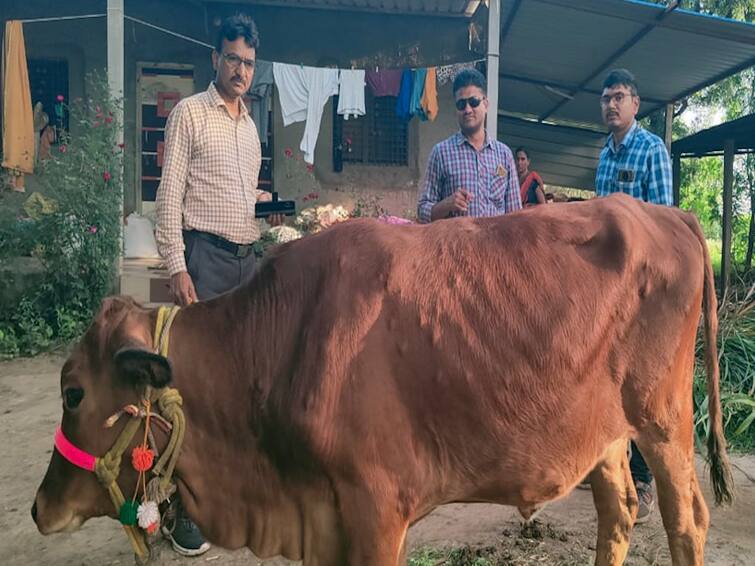 lumpy virus in maharashtra  Animal husbandry department on high alert latest Marathi news Lumpy Virus : महाराष्ट्रातही लम्पी स्किन आजाराचे थैमान, आजाराची लक्षणे काय? काळजी काय घ्यावी? 