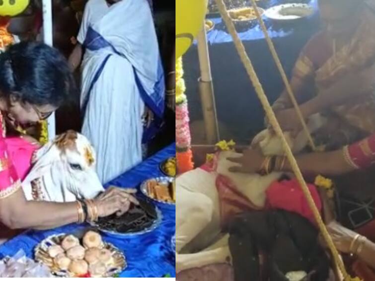 Machilipatnam Family Performed Barasala to Cow Calf  Cow Calf Barasala: ఆవుదూడకు బారసాల, ఉయ్యాలలో వేసి లాలిపాట! అంగరంగ వైభవంగా