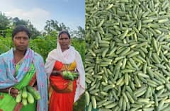 Surguja News: खीरे की खेती कर महिलाओं ने कमाया बढ़िया मुनाफा, मल्चिंग विधि ने किया कमाल