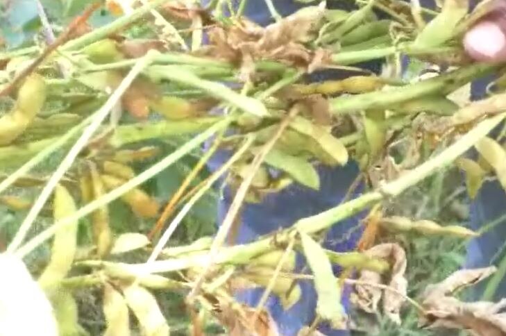 Parbhani Soybean : महिनाभरापासून परभणीत पावसाची दडी, सोयाबीन चाललं वाळून, शेतकरी संकटात