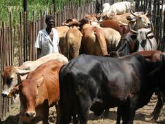 जिम्बाब्वे में बैंक से पैसे निकालकर गाय-भैंस क्यों खरीद रहे लोग?