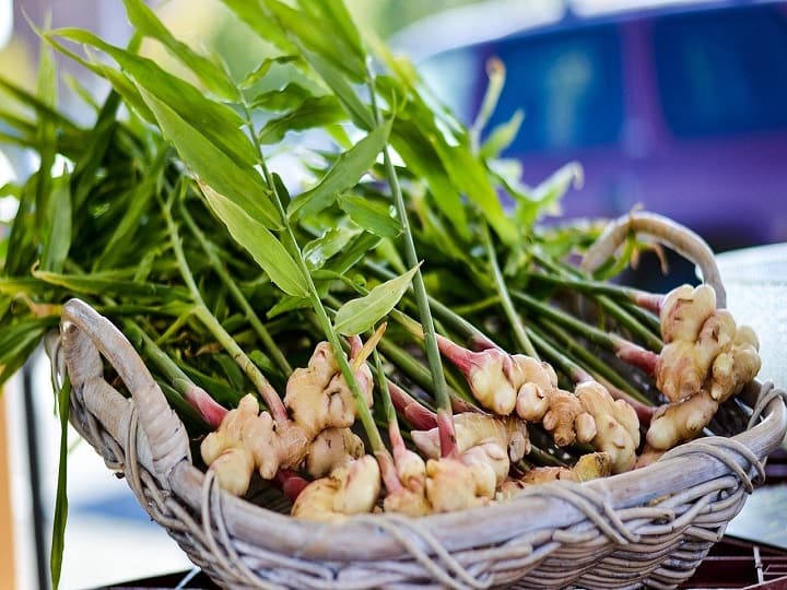 commercial farming of ginger in September will help farmers to earn profitable income in winter season Ginger Cultivation: सर्दियों में खूब बढ़ जाती है अदरक की डिमांड, इस टाइम करेंगे बुवाई तो मिलेगी अच्छी पैदावार