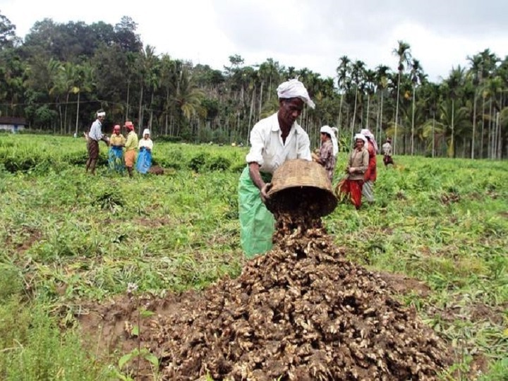 Ginger Cultivation: सर्दियों में खूब बढ़ जाती है अदरक की डिमांड, इस टाइम करेंगे बुवाई तो मिलेगी अच्छी पैदावार