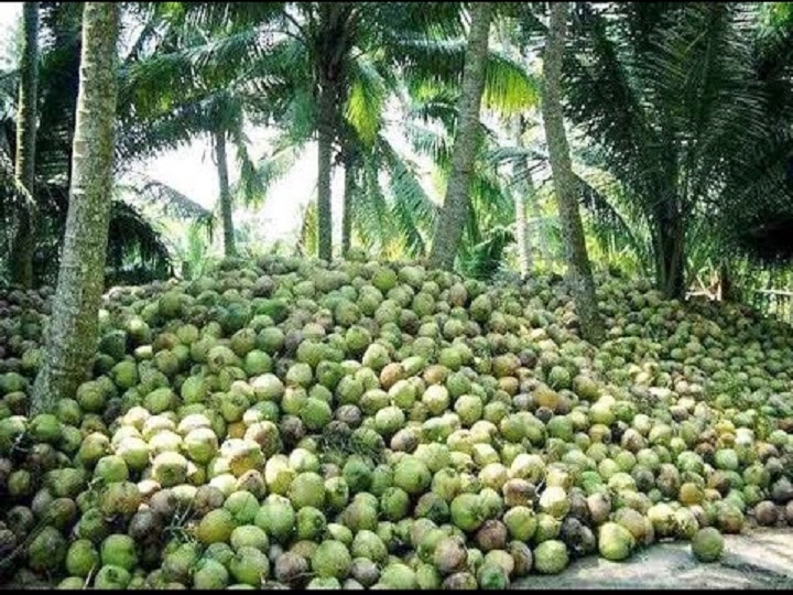 Coconut Day 2022: हर पेड़ से 80 फल और 80 साल में लाखों का मुनाफा देगा नारियल, इन 21 राज्यों में कर सकते हैं खेती