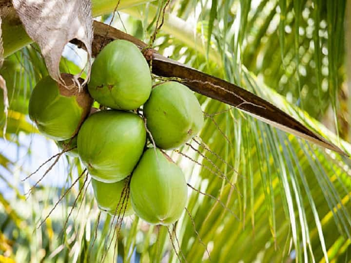 Coconut Farming in India help farmers to earn bumper profit till 80 years by Cultivating this way Coconut Day 2022: हर पेड़ से 80 फल और 80 साल में लाखों का मुनाफा देगा नारियल, इन 21 राज्यों में कर सकते हैं खेती