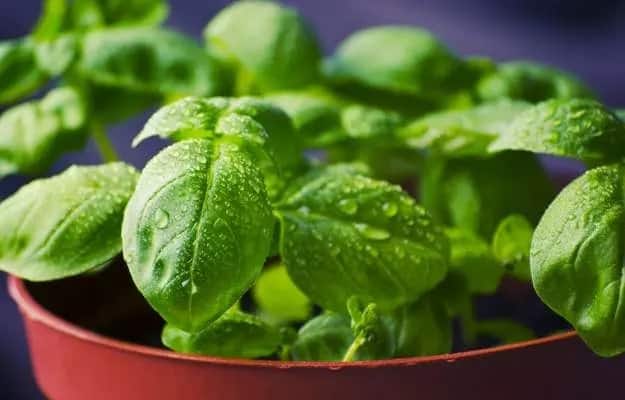 Vastu Tips: Do not keep these things around Tulsi Plant Vastu Tips: তুলসির পাশে রাখবেন না এই ৫ জিনিস ! ঘরে নেমে আসবে চরম দারিদ্র
