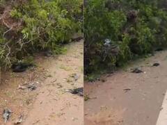 पेड़ की डालियों के नीचे दबकर सैकड़ों पक्षियों की मौत, देखें कैसे इनके घरों पर चढ़ाया गया बुलडोजर