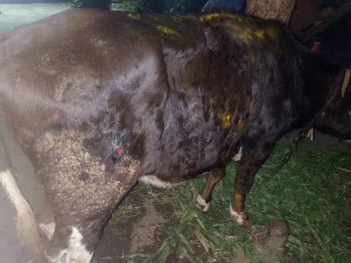 गायी आणि म्हशींना एकत्रित ठेवू नये. लक्षणे आढळल्यास तातडीने डॉक्टरांशी संपर्क साधून उपचार सुरू करावे. बाधित जनावरांच्या पिण्याच्या पाण्याकरिता आणि तसेच चराईकरिता स्वतंत्र व्यवस्था करावी.