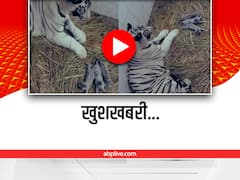 सफेद बाघिन ने तीन शावकों को दिया जन्म, दिल्ली चिड़ियाघर में खुशी की लहर