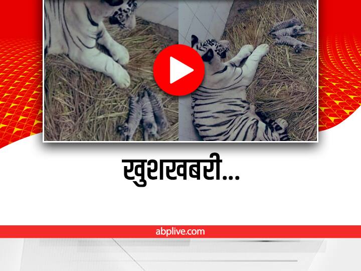 white tigress sita gives birth to three cubs in Delhi Zoo Delhi Zoo: सफेद बाघिन ने तीन शावकों को दिया जन्म, जानिए दिल्ली चिड़ियाघर में अब कितने बाघ