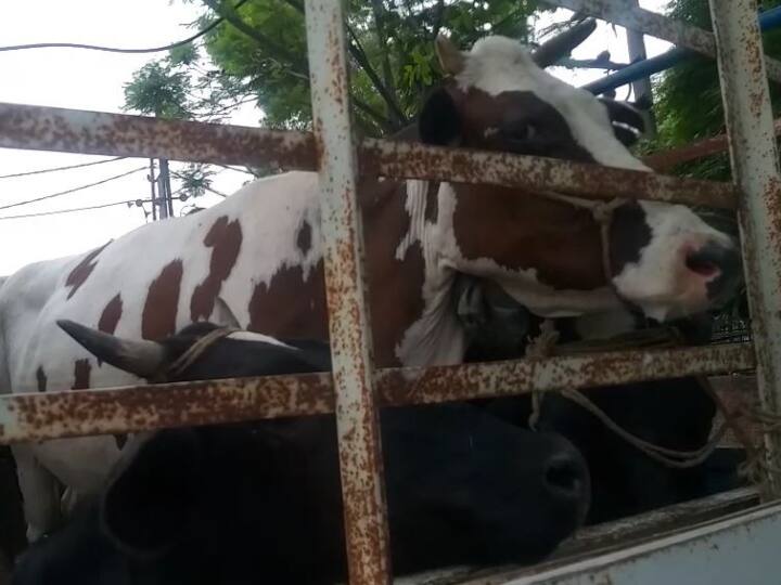 Valsad News: वलसाड में पुलिस को मिला 46 मृत मवेशियों से भरा ट्रक, मौके से चालक फरार, केस दर्ज Valsad Police caught container truck with 46 dead cattle inside driver absconded case registered Valsad News: वलसाड में पुलिस को मिला 46 मृत मवेशियों से भरा ट्रक, मौके से चालक फरार, केस दर्ज