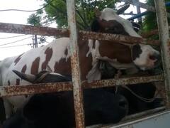 वलसाड में पुलिस को मिला 46 मृत मवेशियों से भरा ट्रक, मौके से चालक फरार, केस दर्ज