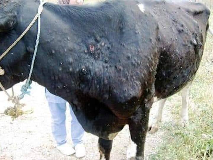 राज्यातील अहमदनगर, जळगाव, अकोला, धुळे, पुणे, औरंगाबाद, लातूर आणि बीड या जिल्ह्यातील जनावरांमध्ये सध्या लम्पी स्किन आजाराचा प्रादुर्भाव आढळून आला आहे. भारतातील राजस्थान, गुजरात, पंजाब, हरियाणा, हिमाचल प्रदेश, उत्तराखंड, जम्मू काश्मीर, उत्तरप्रदेश, मध्यप्रदेश आणि दिल्ली या राज्यानंतर महाराष्ट्रातील 10 जिल्ह्यात हा त्वचा रोगाचा पादूर्भाव झाला आहे.