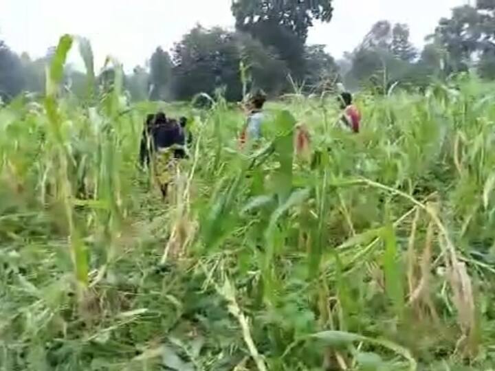 Gaurela Pendra Marwahi elephants Terror crops were ruined ANN Chhattisgarh News: गौरेला पेंड्रा मरवाही जिले में हाथियों का उत्पात, मक्का और धान की फसलें की बर्बाद