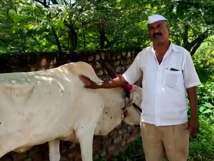 हळूहळू डोके, मान, मायांग, कास या भागावर गाठी येतात. डोळ्यातील व्रणामुळे चिपडे येतात, तसेच डोळ्यांची दृष्टी बाधित होते. पायावर तसेच कानामागे सूज येते. जनावरे दूध देण्यास कमी पडतात