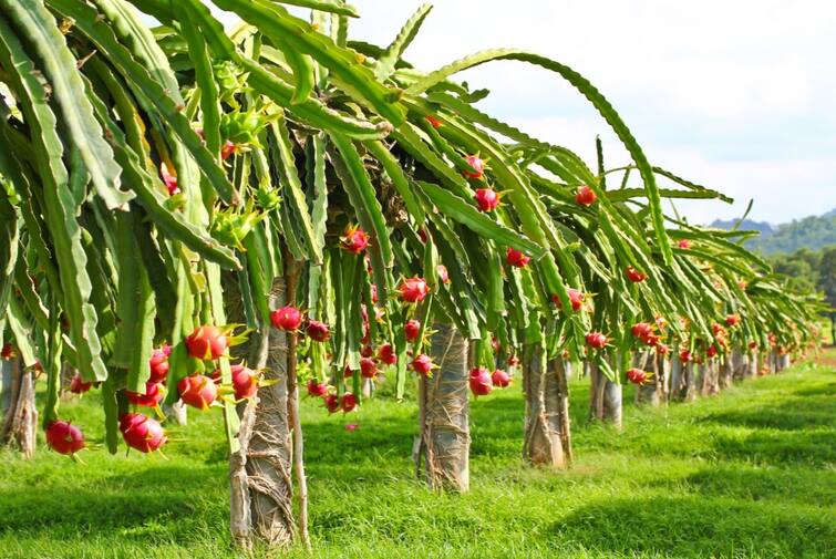 Agriculture news Dragon Fruit cultivation area in India expected to expand to 50000 hectares in five years under MIDH scheme  Dragon Fruit : ड्रॅगन फ्रूटच्या शेतीला सरकार प्रोत्साहन देणार, पाच वर्षात 50 हजार हेक्टरवर लागवड करणार 