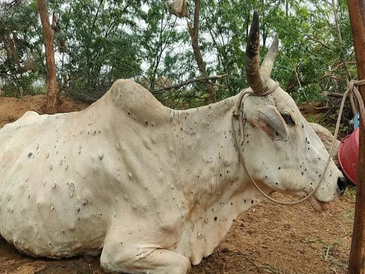 Rajasthan: Now Ayurveda and Homeopathy will cure lumpy skin disease, awareness campaign started in Udaipur ann Udaipur News: अब आयुर्वेद और होम्योपैथी से होगा लम्पी स्किन रोग का इलाज, पशुपालक ऐसे कर सकते हैं अपने पशुओं को रोगमुक्त