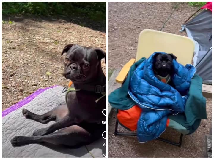 पिकनिक में नक्शेबाज कुत्तों ने किया जमीन पर बैठने से इनकार, देखिए ये मजेदार Video funny viral video on social media Dog tantrums during picnic amazed internet पिकनिक में नक्शेबाज कुत्तों ने किया जमीन पर बैठने से इनकार, देखिए ये मजेदार Video