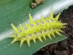 Agriculture News : बीड जिल्ह्यात घोणस अळीचं संकट, तीन शेतकरी रुग्णालयात, फवारणी करण्याचं कृषी विभागाचं आवाहन