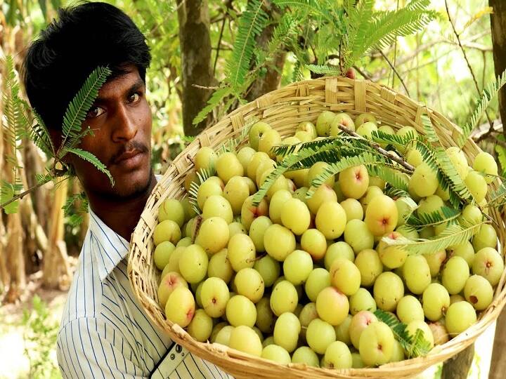 Subsidy Offer: अआंवला की खेती के लिये 50% तक सब्सिडी, कुल लागत का 60,000 रुपये खर्च उठायेगी इस राज्य की सरकार Get 50% subsidy for Amla cultivation in Bihar government will bear 60,000 of the total Farming cost Subsidy Offer: अआंवला की खेती के लिये 50% तक सब्सिडी, कुल लागत का 60,000 रुपये खर्च उठायेगी इस राज्य की सरकार