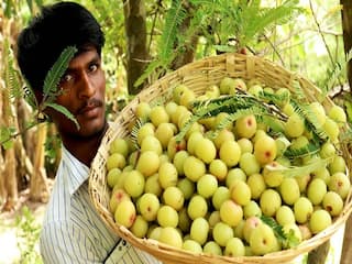 Subsidy Offer: આંબળાની ખેતી માટે 50 ટકા સુધી સબ્સિડી, જાણો વિગતે