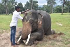 In Pics: बांधवगढ़ टाइगर रिजर्व में मनाया गया हाथी महोत्सव, हाथियों ने मसाज के साथ पकवानों की उड़ाई दावत, देखें तस्वीरें