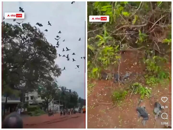 Birds died after tree chopped on the National Highway in Kerala video viral social media पेड़ कटने से हुई अनगिनत मासूस पक्षियों की मौत, दिल दहला देने वाला Video देखें