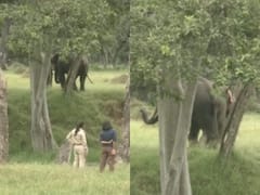 बांधवगढ़ टाइगर रिजर्व में हाथी- हथिनी की अनूठी प्रेम कहानी, 58 साल की 'अनारकली' से 'सलीम' को हुआ इश्क