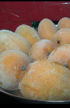 आता कोकणचा 'हापूस' वर्षभर चाखता येणार