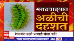 Beed : घोनस अळीमुळे शेतकऱ्यामध्ये घबराट, हिरव्या रंगाच्या अळीमुळे तिघे रुग्णालयात