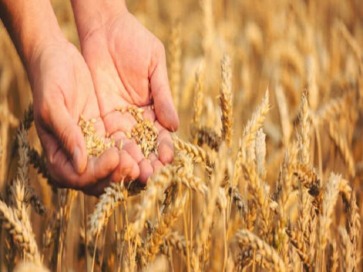 Punjab Agriculture University launched 3 new varieties of wheat will be beneficial the farmer New Wheat Varieties: देश-दुनिया के लिये अन्नपूर्णा साबित होंगी गेहूं की 3 नई किस्में, खासियत जानकर हैरान रह जायेंगे