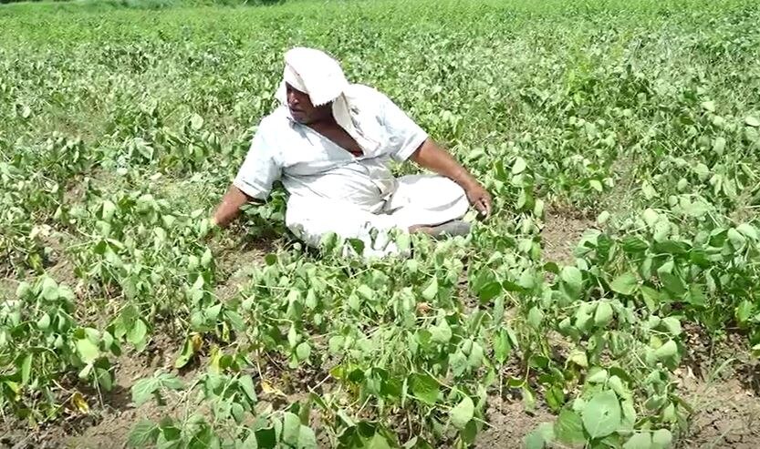 Beed Soybean : बीड जिल्ह्यातील शेतकऱ्यांच्या नजरा आभाळाकडे, पाण्याअभावी सोयाबीननं टाकल्या माना