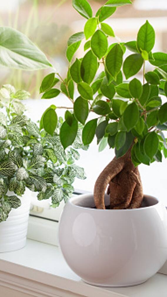 ઘરના મુખ્ય પ્રવેશદ્વાર પર આ ચાર છોડ મુકવાથી દૂર થાય છે ગરીબી