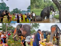 In Pics: बांधवगढ़ टाइगर रिजर्व में मनाया गया हाथी महोत्सव, हाथियों ने मसाज के साथ पकवानों की उड़ाई दावत, देखें तस्वीरें