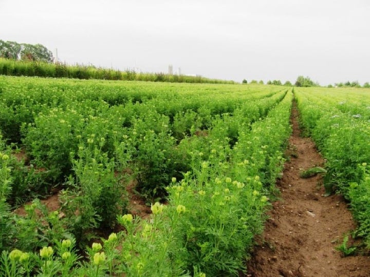 Nigella Seeds Farming: 20,000 रुपये क्विंटल बिकने वाला ये मसाला, बुवाई के 5 महीने बाद देगा 50 क्विंटल तक पैदावार