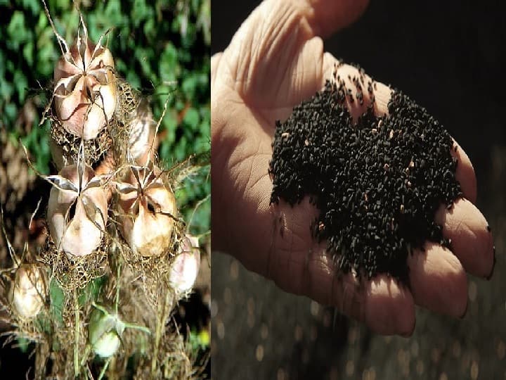 Nigella Seeds Farming: 20,000 रुपये क्विंटल बिकने वाला ये मसाला, बुवाई के 5 महीने बाद देगा 50 क्विंटल तक पैदावार