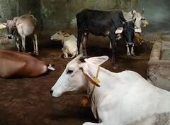 लंपी वायरस को लेकर फिरोजबाद में अलर्ट मोड पर प्रशासन, 7 गोवंशों में हुई पुष्टि