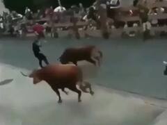 Trending: ਸੜਕ 'ਤੇ ਦੌੜਦੇ ਬਲਦਾਂ ਦੇ ਅੱਗੇ ਆ ਗਿਆ ਵਿਅਕਤੀ, ਮੌਤ ਦੇ ਮੂੰਹ 'ਚ ਆ ਕੇ ਇਸ ਤਰ੍ਹਾਂ ਬਚਾਈ ਆਪਣੀ ਜਾਨ!