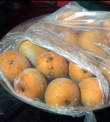 आता कोकणचा 'हापूस' वर्षभर चाखता येणार