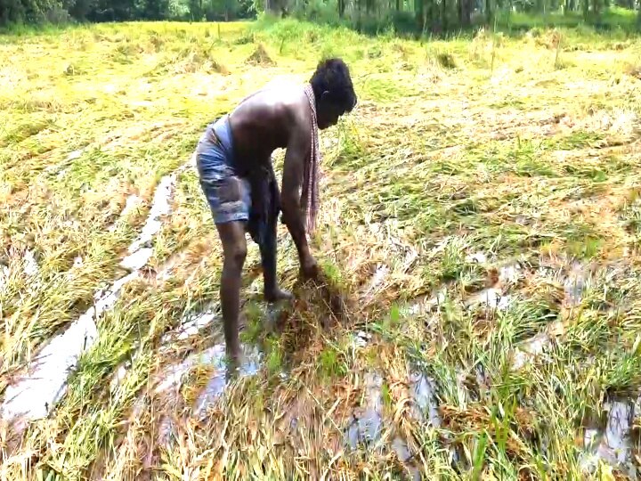 கனமழையால் 30 ஏக்கர் குறுவை பயிர்கள் சேதம் - மயிலாடுதுறை விவசாயிகள் வேதனை