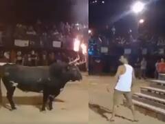 Shocking: ਬਲਦ ਦੇ ਸਿੰਗ ਨੂੰ ਅੱਗ ਲਗਾ ਕੇ ਸ਼ੁਰੂ ਕੀਤਾ ਲਲਕਾਰ, ਜਾਨਵਰ ਨੇ ਵਿਅਕਤੀ ਦੀ ਕਰ ਦਿੱਤੀ ਅਜਿਹੀ ਹਾਲਤ ਕਿ ਉੱਠਣਾ ਹੋਇਆ ਮੁਸ਼ਕਿਲ