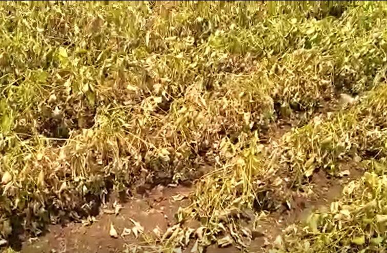 Beed Soybean : बीड जिल्ह्यातील शेतकऱ्यांच्या नजरा आभाळाकडे, पाण्याअभावी सोयाबीननं टाकल्या माना