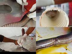 कोटा में डॉक्टरों ने खौफ के बीच दी कोबरा सांप को नई जिंदगी, बताया-कितना था जटिल ऑपरेशन