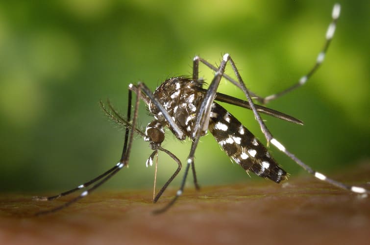 Hooghly News: death of a young man from Uttarpara due to Dengue Dengue: ফের প্রাণ কাড়ল ডেঙ্গি, মশাবাহিত রোগে মৃত্যু উত্তরপাড়ার যুবকের