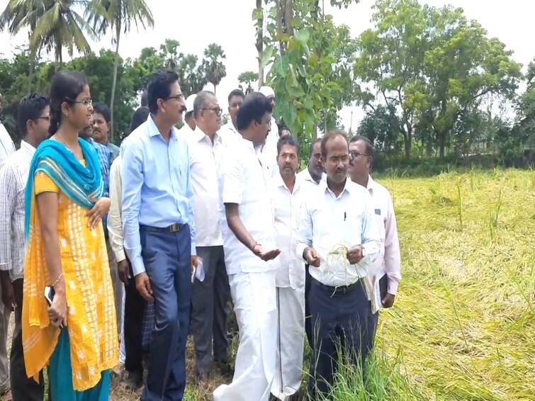 30 acres of rice crops were damaged in Mayiladuthurai district due to heavy rain Farmers suffering TNN கனமழையால் 30 ஏக்கர் குறுவை பயிர்கள் சேதம் - மயிலாடுதுறை விவசாயிகள் வேதனை