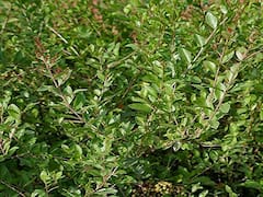 గోరింటాకు, అందానికే కాదు ఆరోగ్యానికి ముఖ్యమే